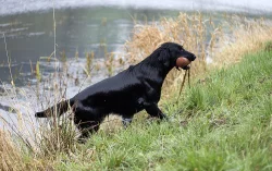 Flat coated retriever - krycí pes