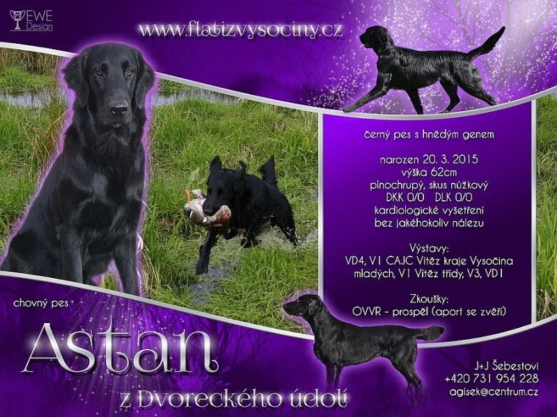 Flat coated retriever - krycí pes