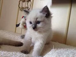 Ragdoll koťata připraveni na nový domov