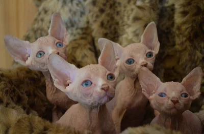 Sphynx kote s PP