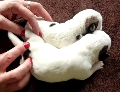 Jack Russell Terier