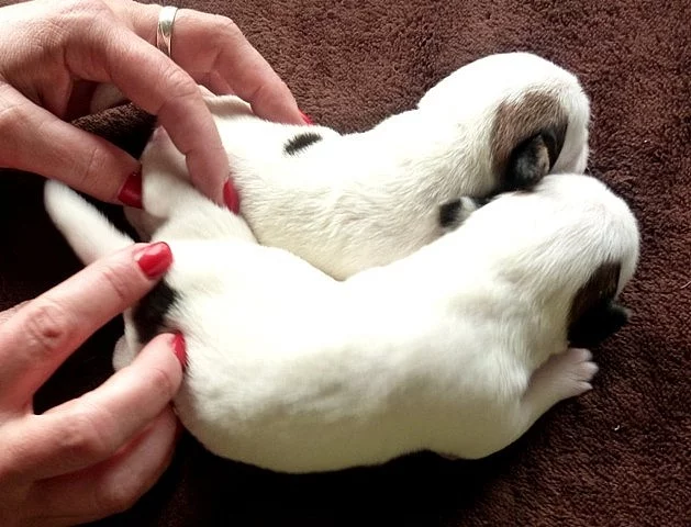 Jack Russell Terier
