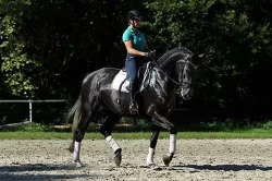 5 let Laurice crusador klisna Hanoverian