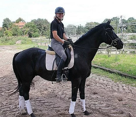 5 let Laurice crusador klisna Hanoverian