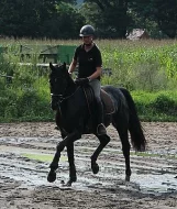 5 let Laurice crusador klisna Hanoverian