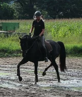5 let Laurice crusador klisna Hanoverian