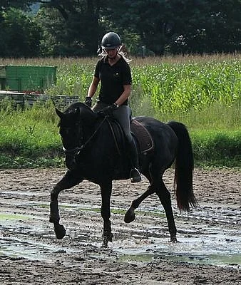 5 let Laurice crusador klisna Hanoverian