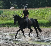 5 let Laurice crusador klisna Hanoverian