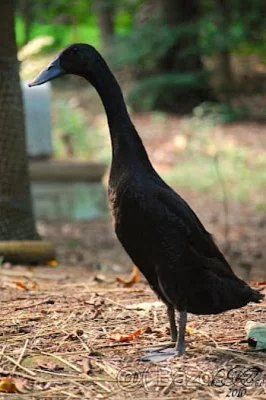 Indický běžec