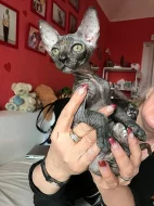 Don Sphynx kotatka s PP k prodeji