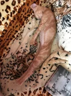 Don Sphynx kotatka s PP k prodeji