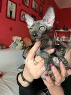 Don Sphynx kotatka s PP k prodeji