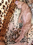 Don Sphynx kotatka s PP k prodeji