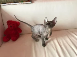Don Sphynx kotatka s PP k prodeji