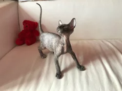 Don Sphynx kotatka s PP k prodeji