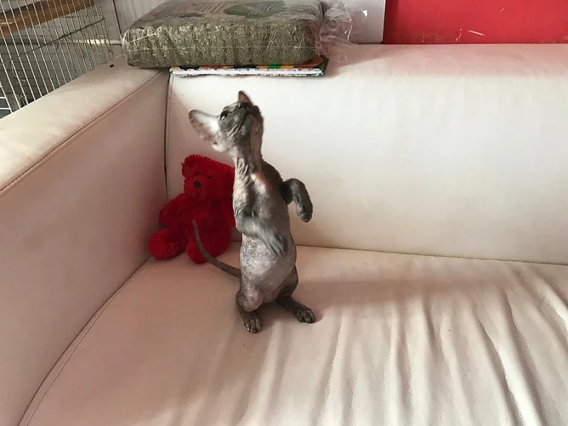 Don Sphynx kotatka s PP k prodeji