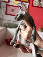 Don Sphynx kotatka s PP k prodeji
