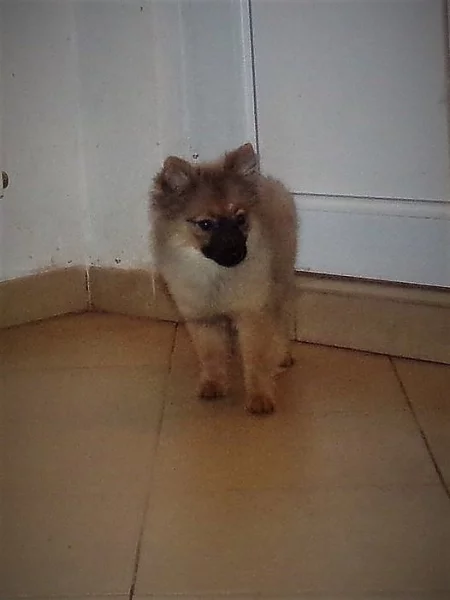 Německý špic s PP