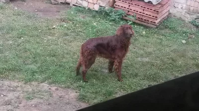 Daruji irského setra