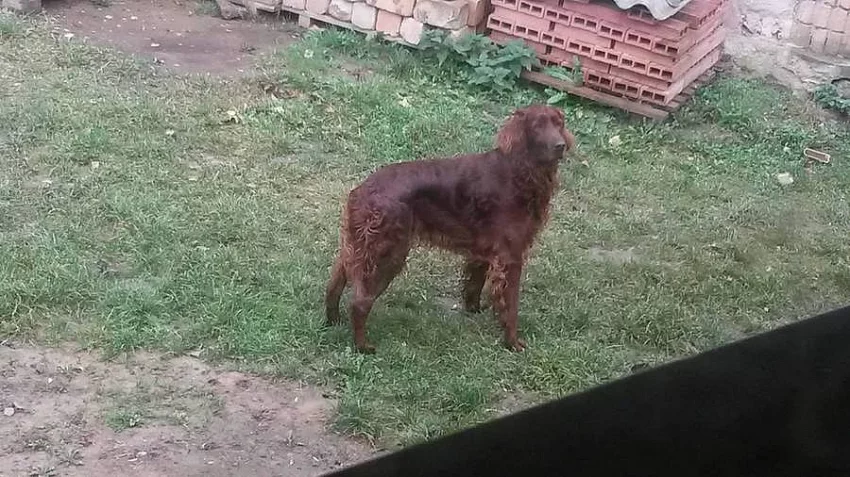 Daruji irského setra