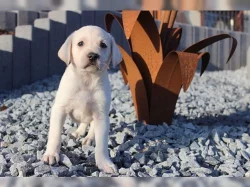Labrador smetanová a černá štěňátka s PP