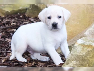 Labrador smetanová a černá štěňátka s PP