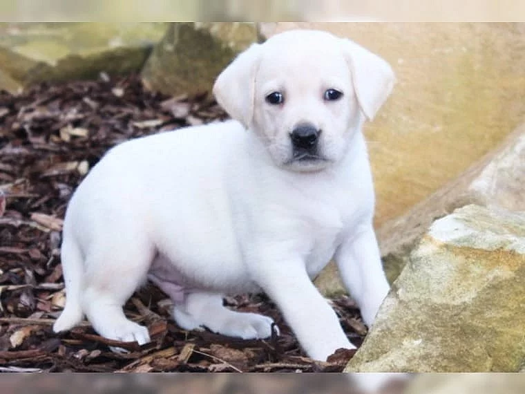 Labrador smetanová a černá štěňátka s PP