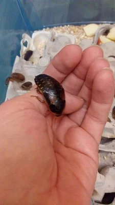 Blaptica dubia