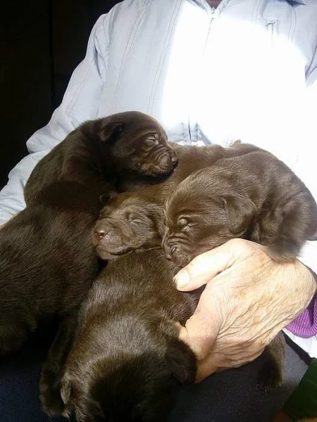 Štěňátka labradora