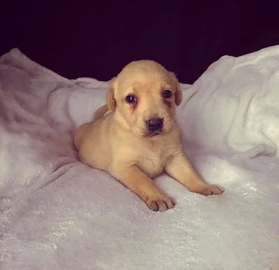 Kiemelkedő Labrador kiskutyák eladók