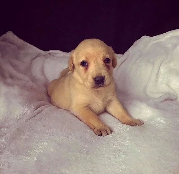 Kiemelkedő Labrador kiskutyák eladók
