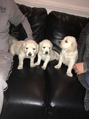 Gyönyörű Golden Retriever kiskutyák eladók