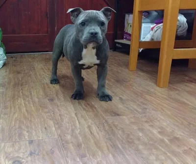 2 gyönyörű Starfford shire terrier eladó