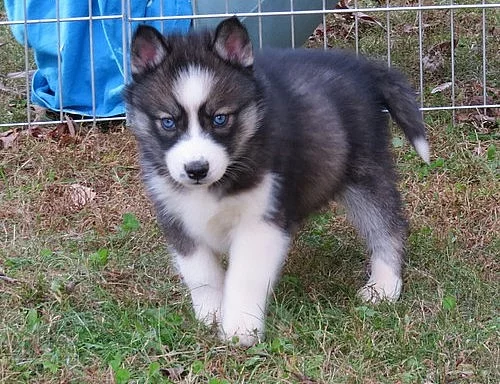 Szibériai husky kölykök eladók