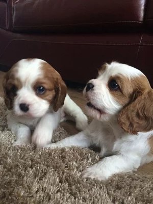 Shih Tzu kiskutyák eladók