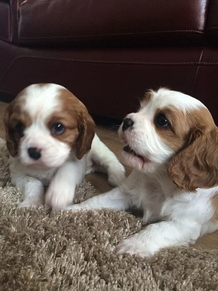 Shih Tzu kiskutyák eladók