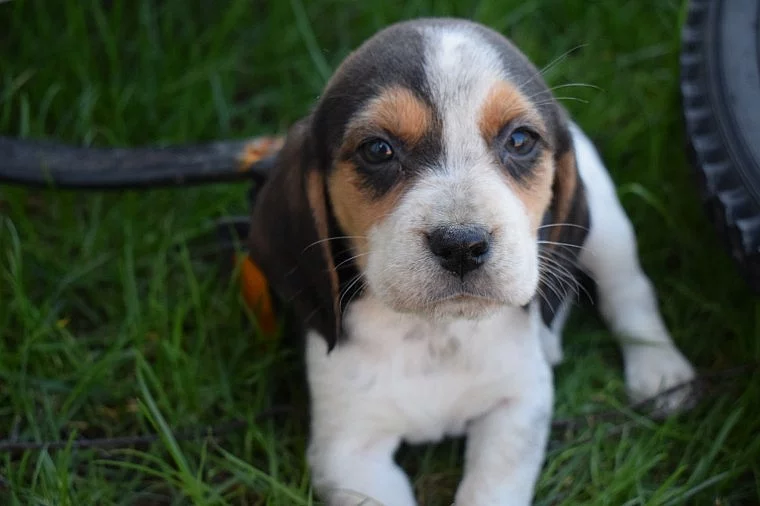 Top Quality Beagle kiskutyák eladók