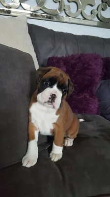 Minőségi Boxer kiskutyák eladók