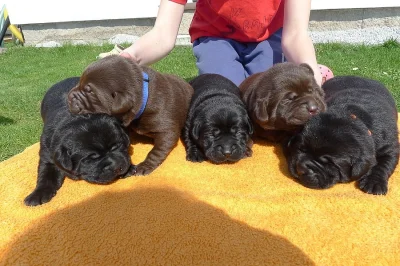 Labrador s PP