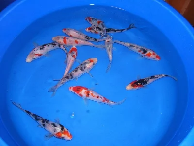 KOI kapři