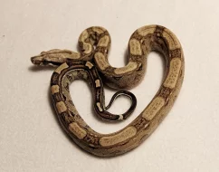 Boa Constrictor (hroznýš královsky) Keltic