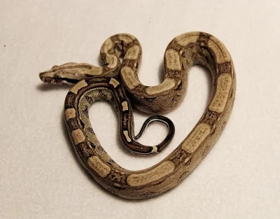 Boa Constrictor (hroznýš královsky) Keltic