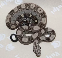 Boa Constrictor (hroznýš královsky) Keltic
