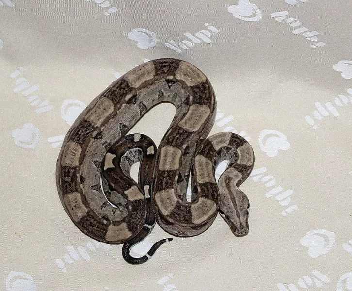 Boa Constrictor (hroznýš královsky) Keltic