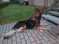 NO ke krytí