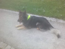 NO ke krytí
