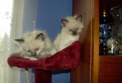 Ragdoll koťata bez PP