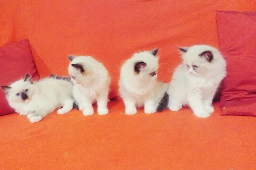 Koťátka Ragdoll