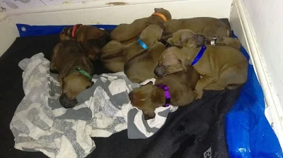 Krásná Rhodéský Ridgeback štěňata