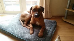 Krásná Rhodéský Ridgeback štěňata